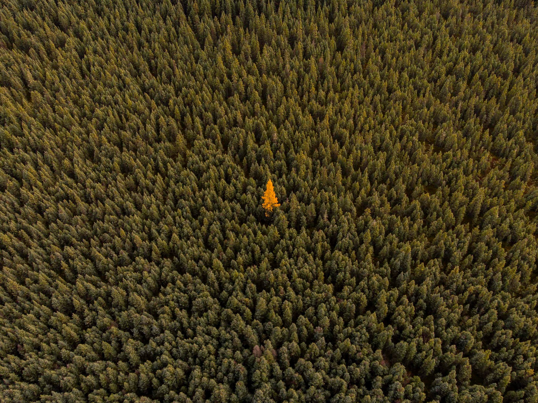 Tamarack-Tree Tamarack